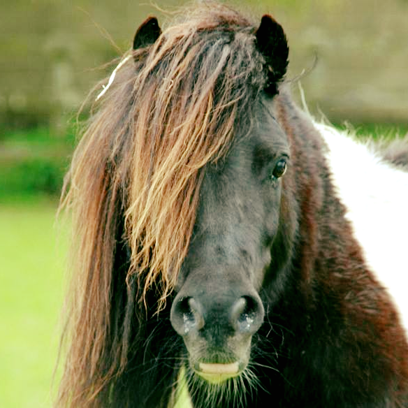 Shetland Pony